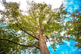  , USA Tree Services Pros